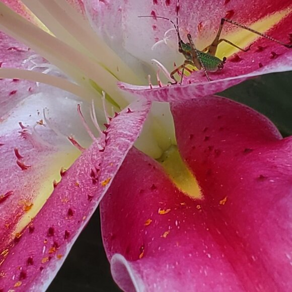 Meet your Posher, Terry - Picture 1 of 1